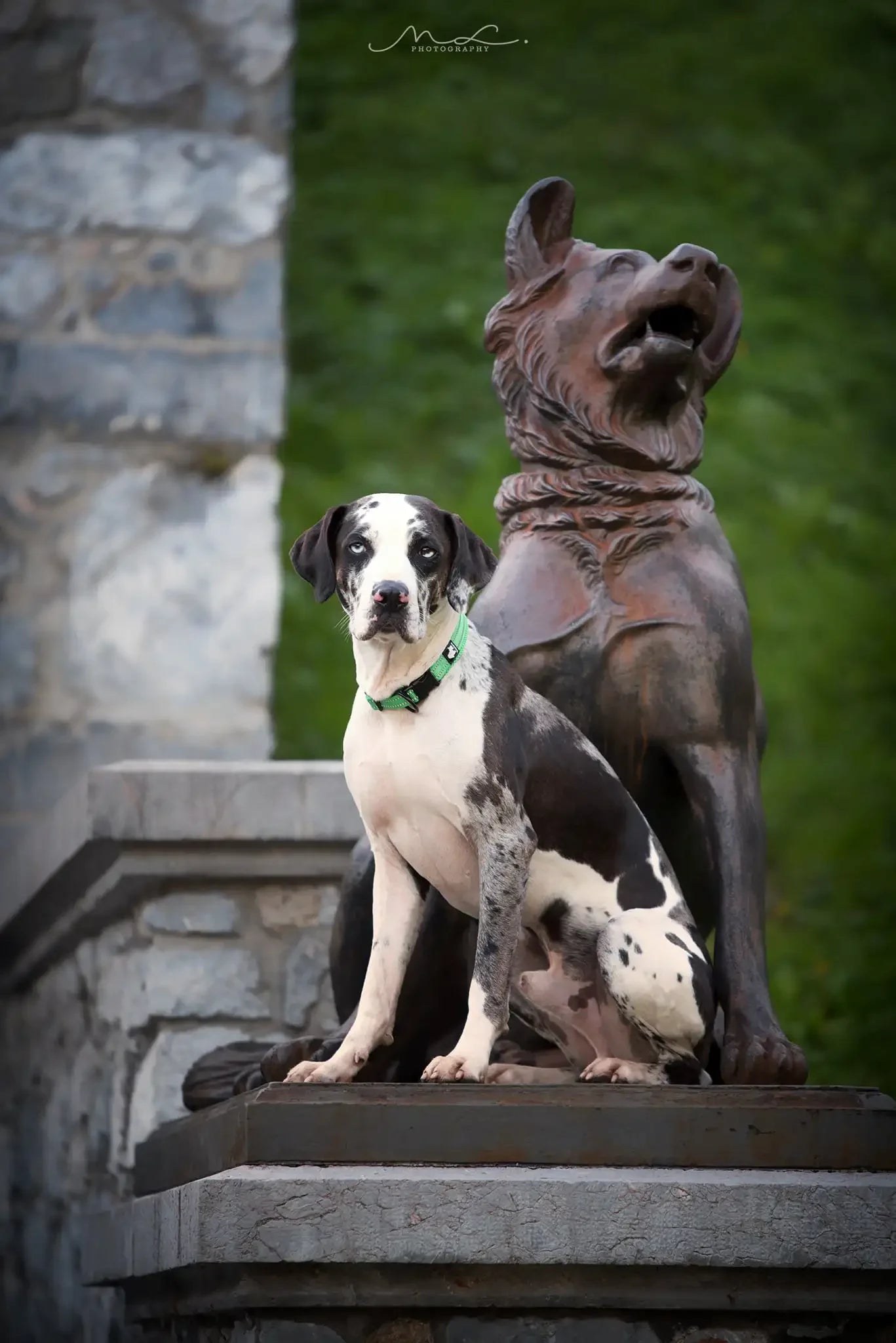 Truelove Adjustable Nylon Dog Collar Reflective Soft Padded